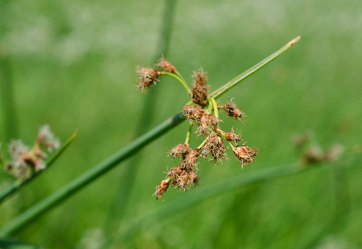 Слика од Schoenoplectus lacustris subsp. hippolyti (V. I. Krecz.) Kukkonen