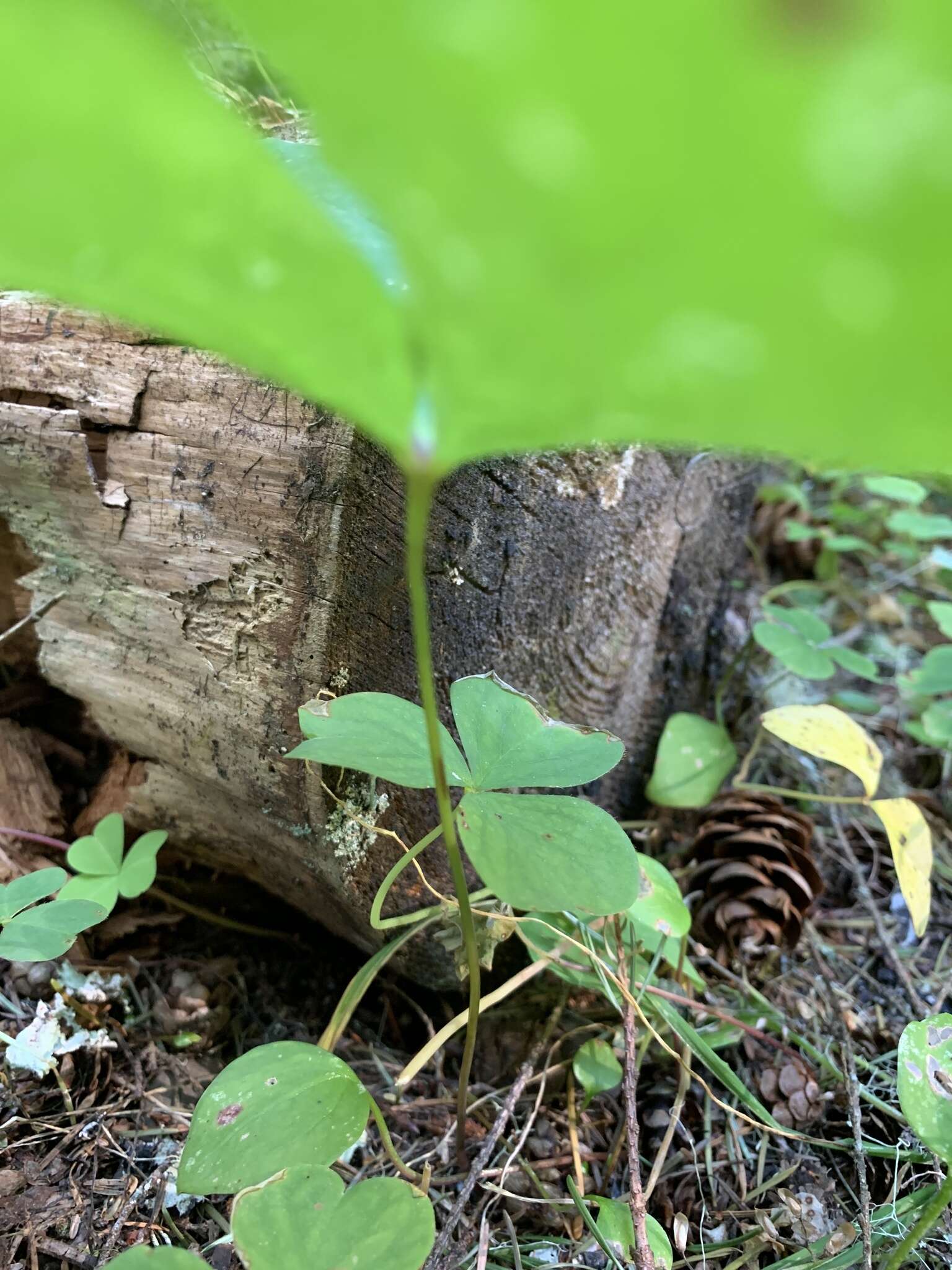 Image of deer's foot