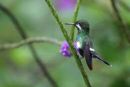 Image of Green Thorntail