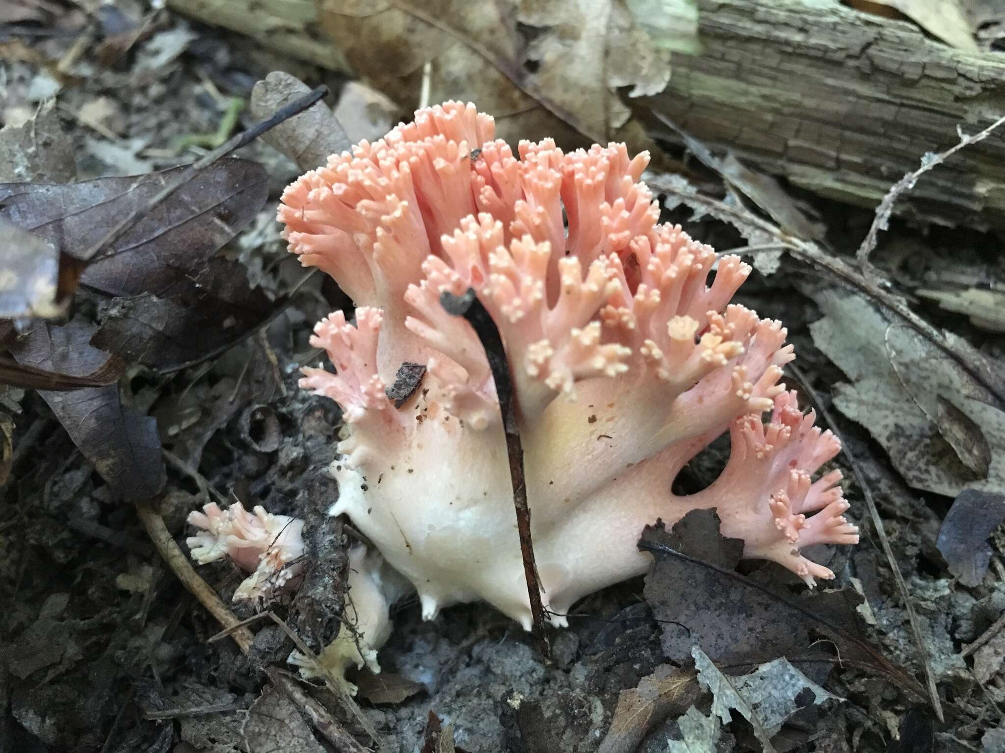 Image of Ramaria subbotrytis (Coker) Corner 1950