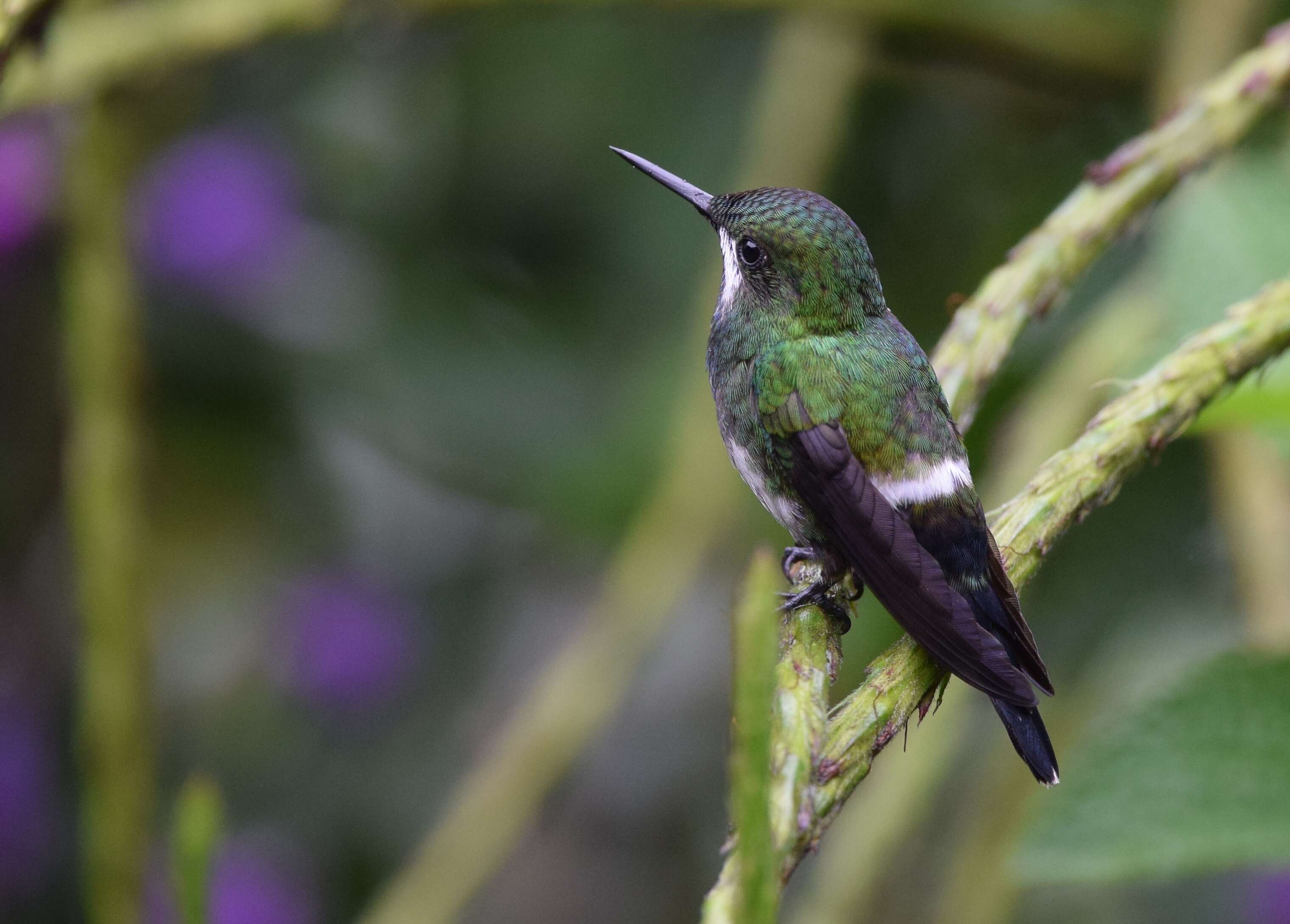 Image of Green Thorntail