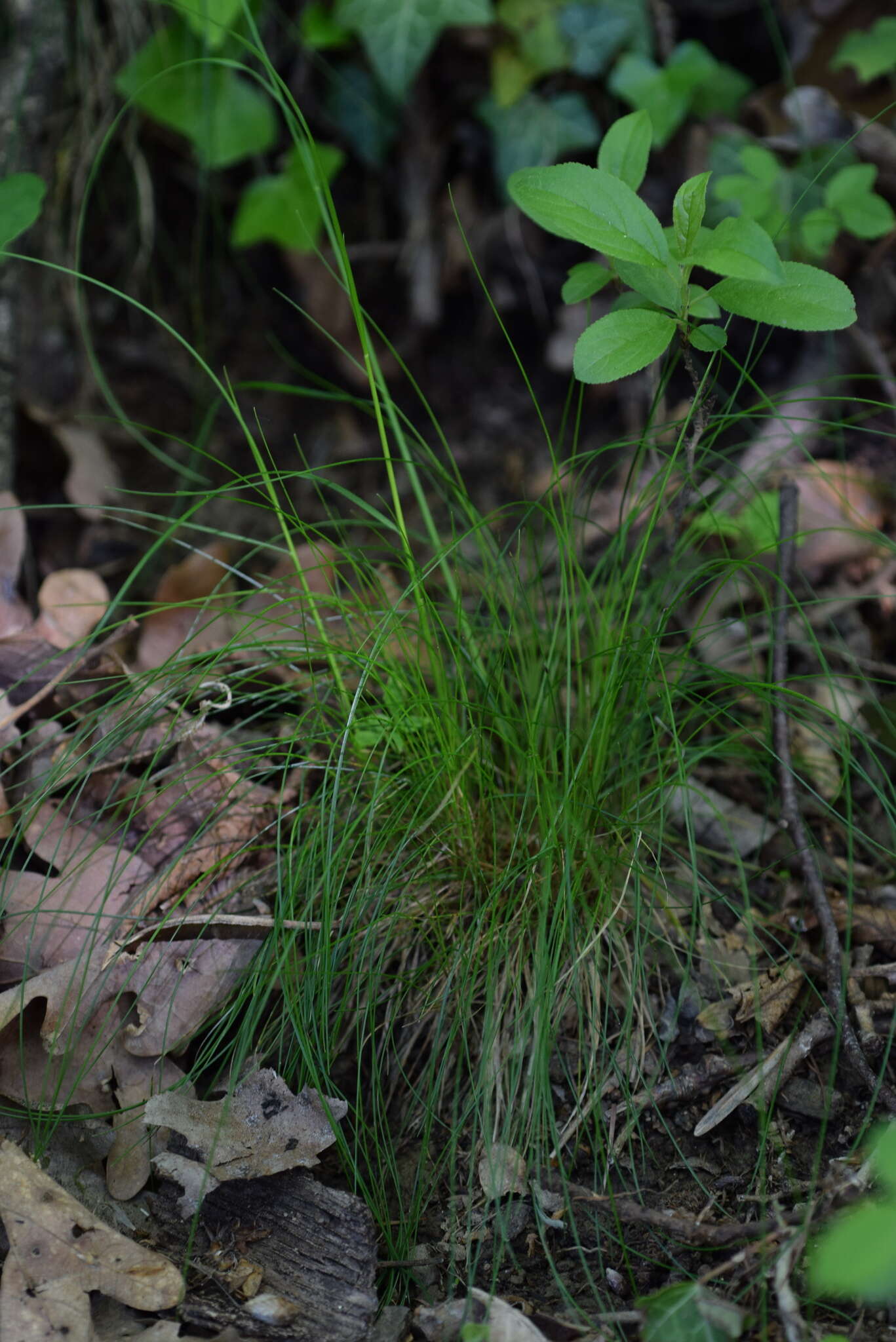 Image of variousleaf fescue