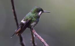 Image of Green Thorntail