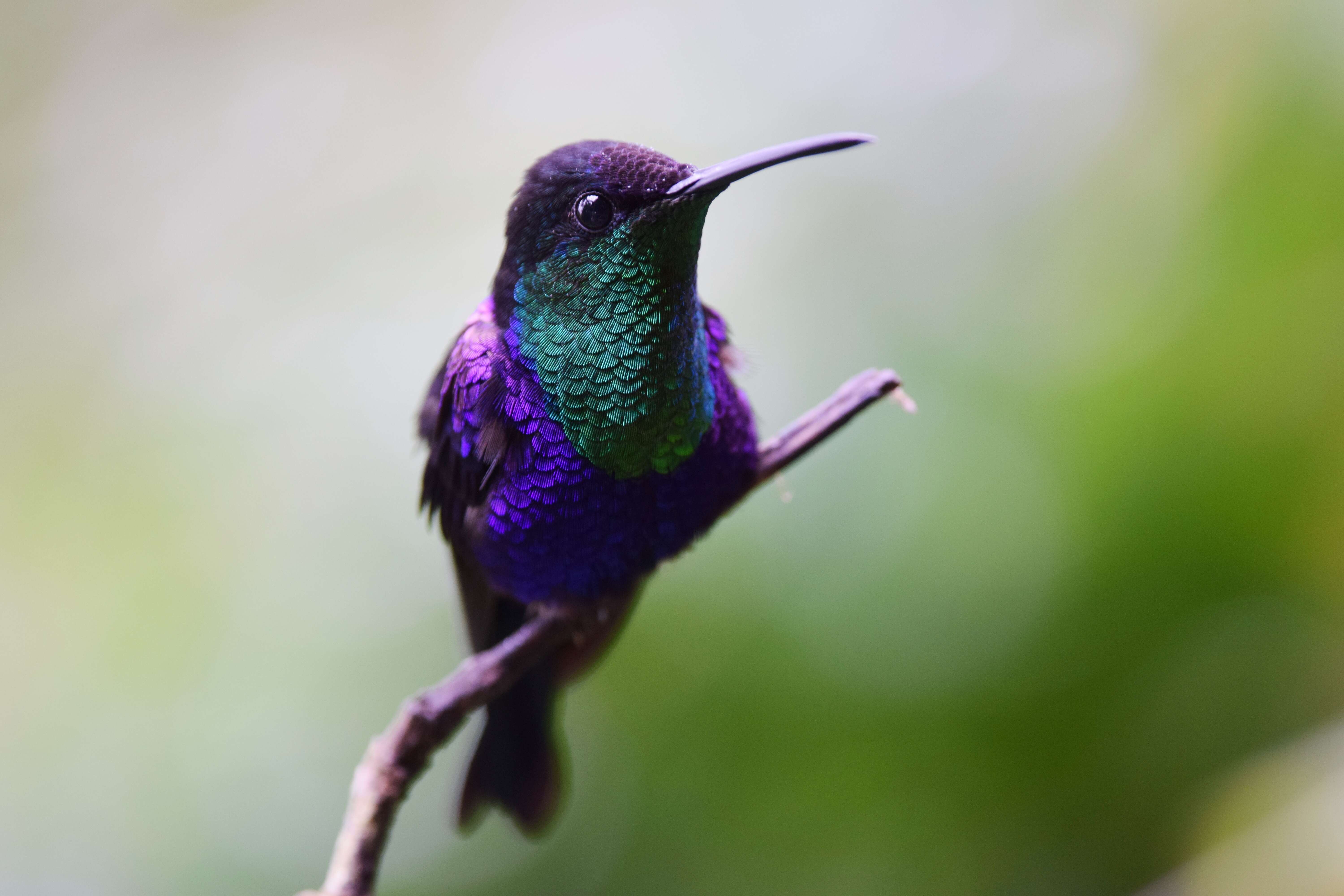 Image of Crowned Woodnymph