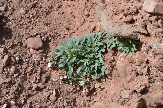 Plancia ëd Askellia lactea (Lipsch.) W. A. Weber