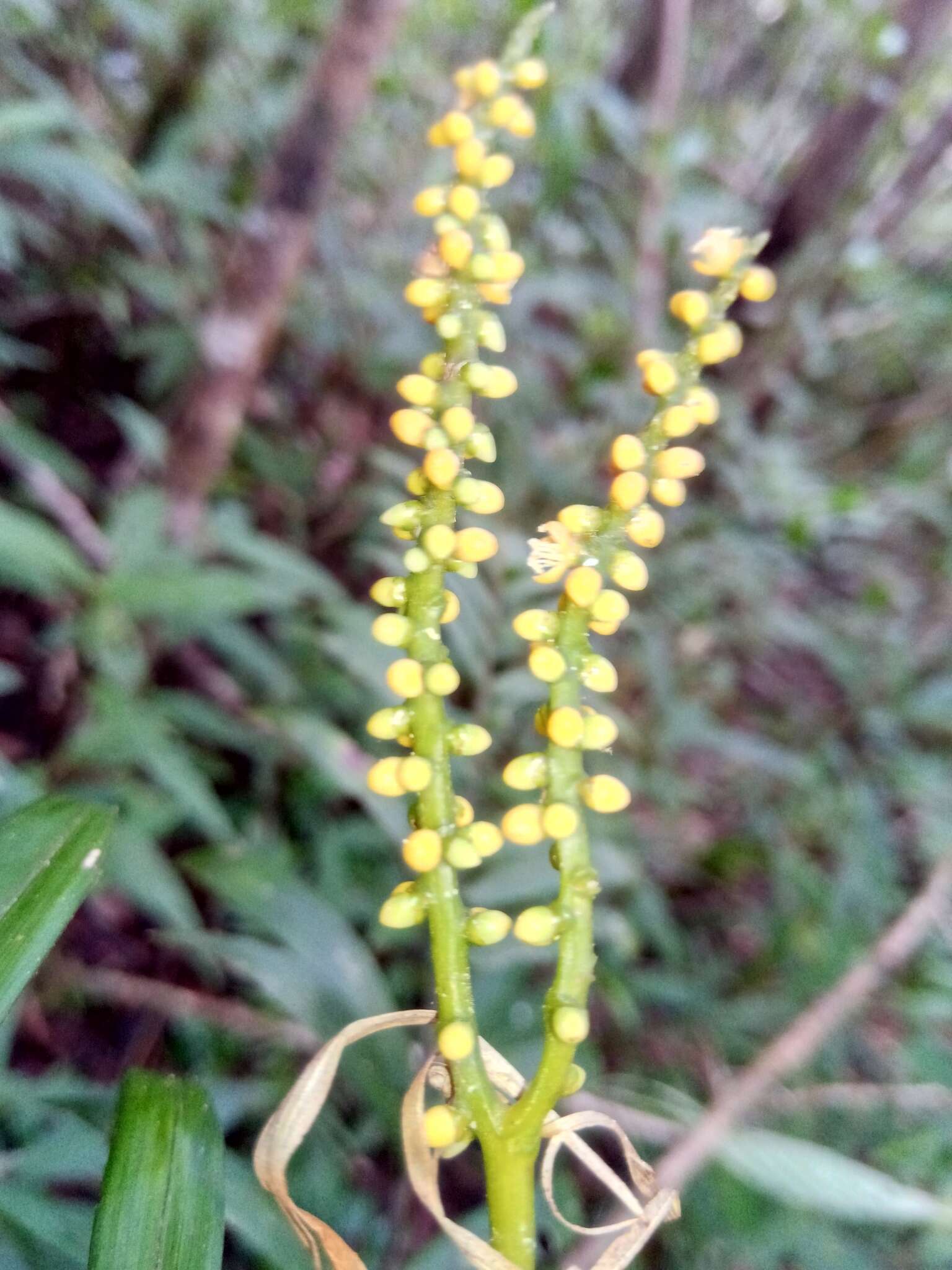 Image of Dypsis concinna Baker