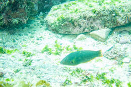 Image of Black wrasse