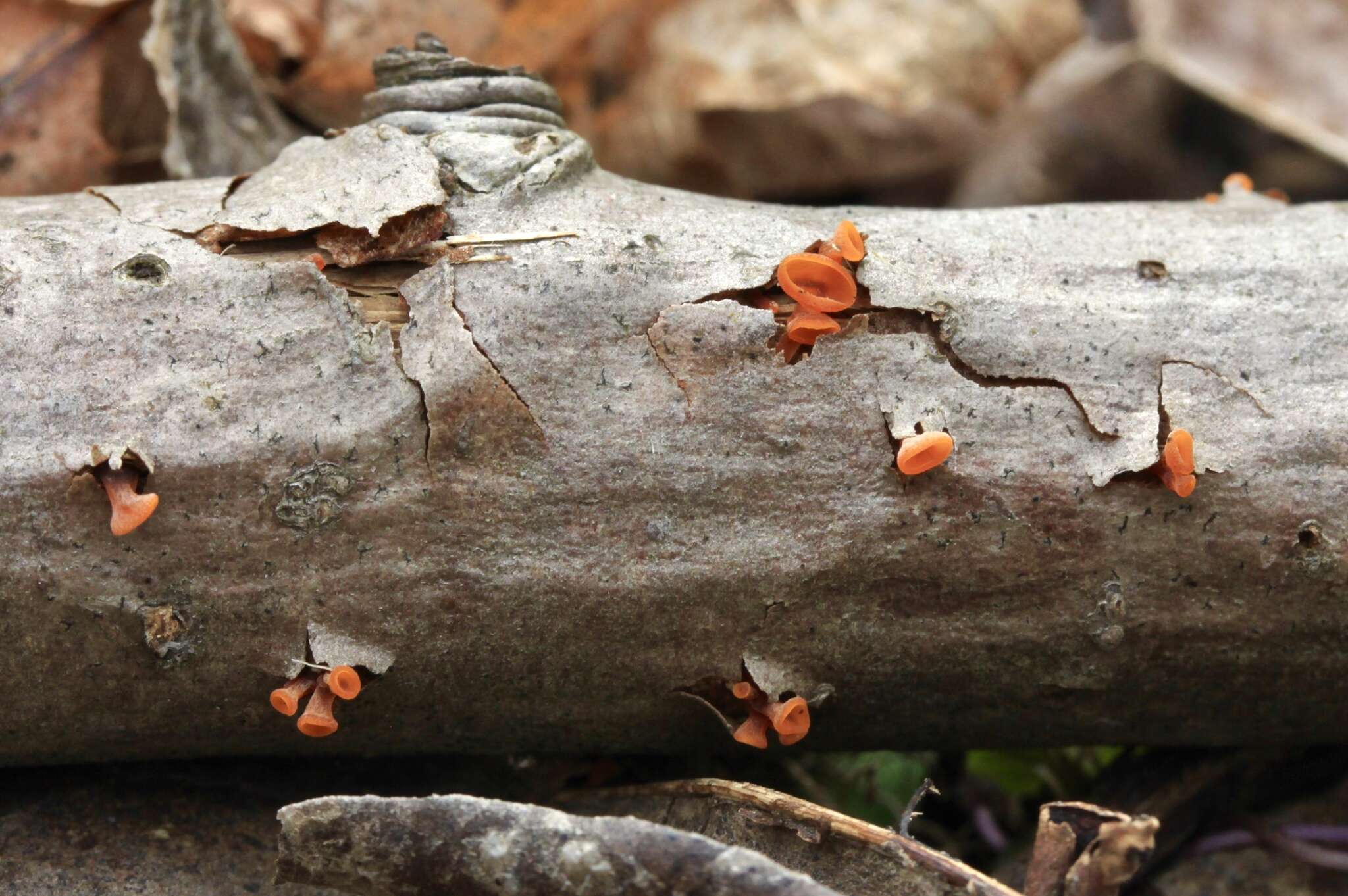 Image de Guepiniopsis buccina (Pers.) L. L. Kenn. 1959