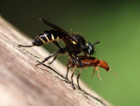 Image of <i>Choerades marginatus</i>