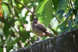 Image of Clay-colored Robin