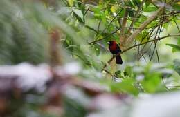 Image of Crimson-collared Tanager