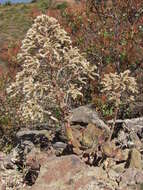 Image of Aeonium hierrense (Murr.) J. Pitard & L. Proust