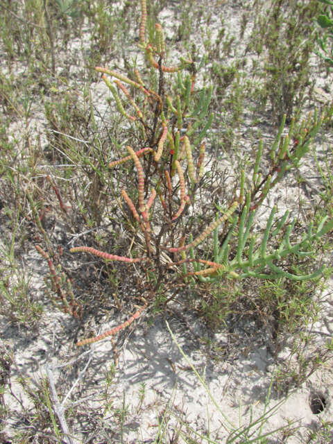 Image de Salicornia bigelovii Torrey