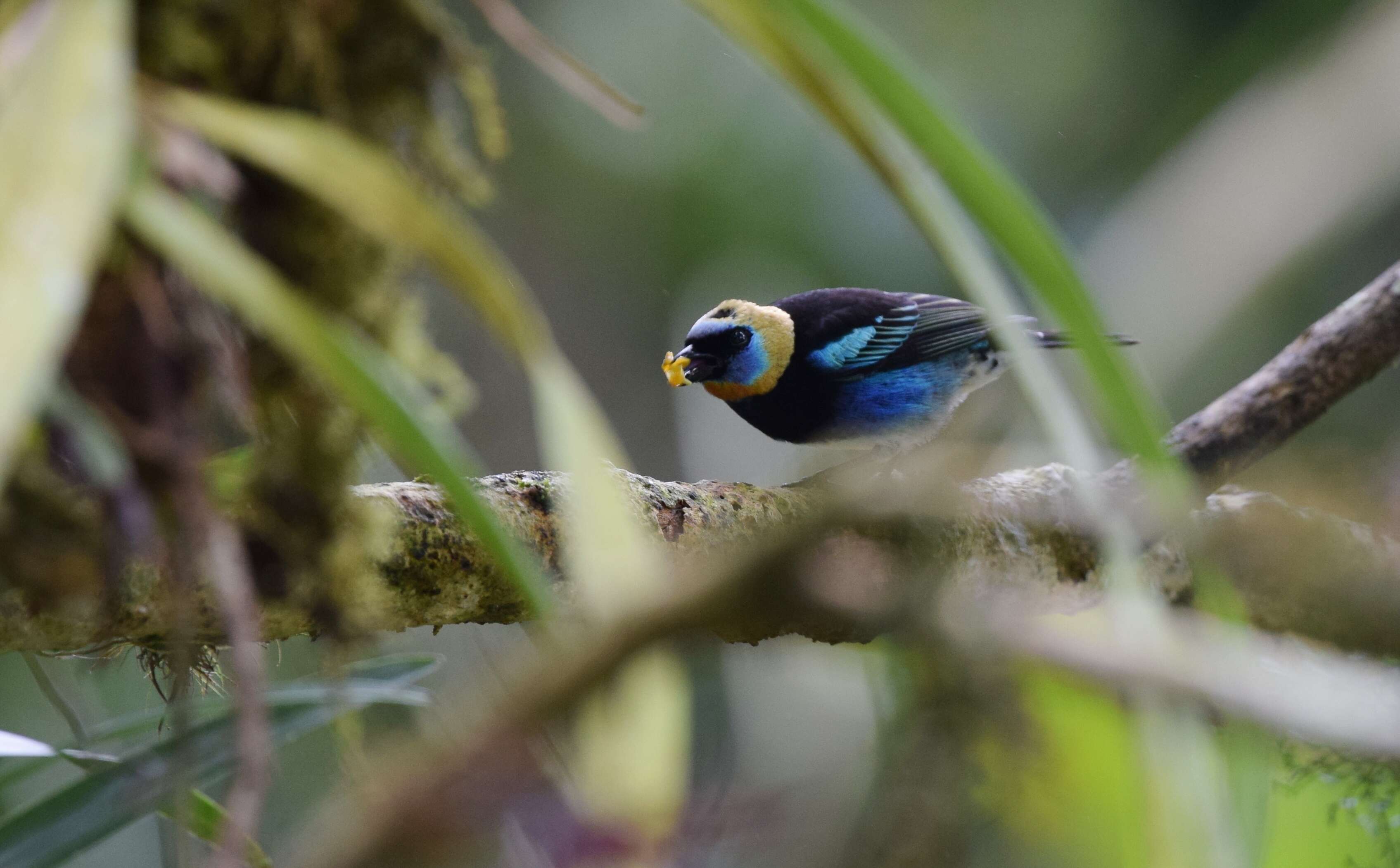 Image of Tangara larvata