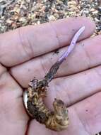 Image of Ophiocordyceps ravenelii (Berk. & M. A. Curtis) G. H. Sung, J. M. Sung, Hywel-Jones & Spatafora 2007