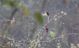 Image of Crimson-collared Tanager