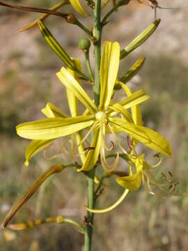 Image of Asphodeline liburnica (Scop.) Rchb.