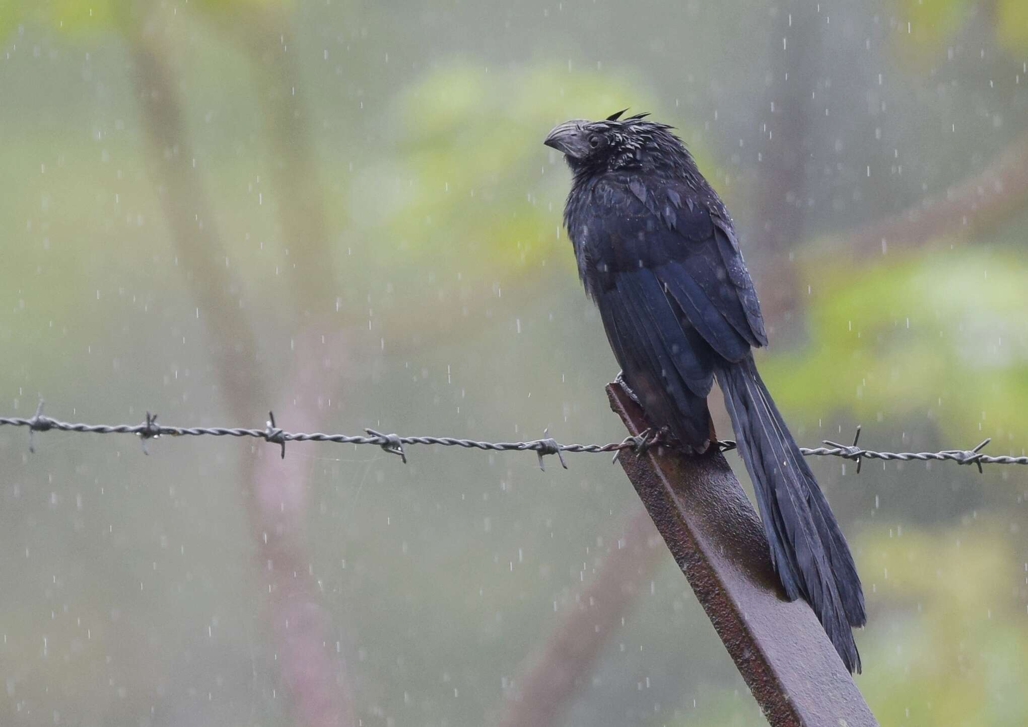 Sivun Crotophaga Linnaeus 1758 kuva