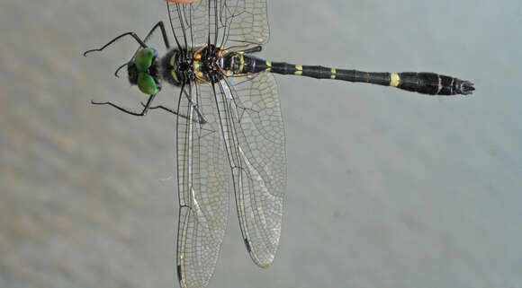 Image of Macromia manchurica Asahina 1964