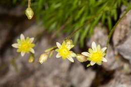 Plancia ëd Saxifraga sedoides L.