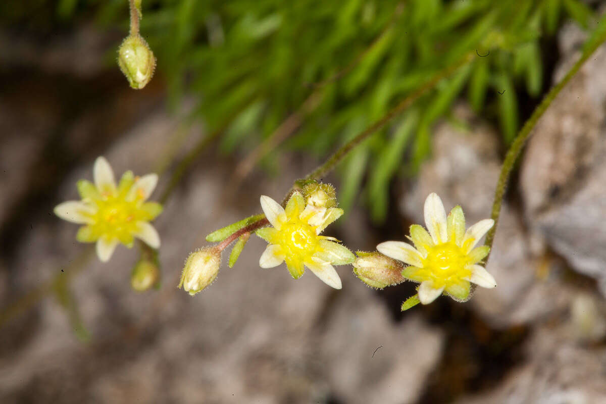 Imagem de Saxifraga sedoides L.