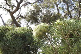 Image of Hakea corymbosa R. Br.