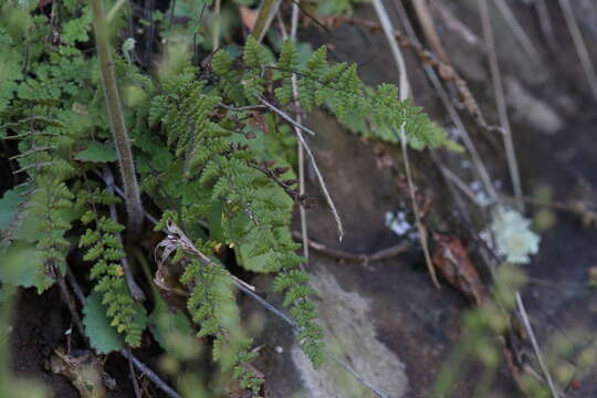 Image of Myriopteris lanosa (Michx.) Grusz & Windham