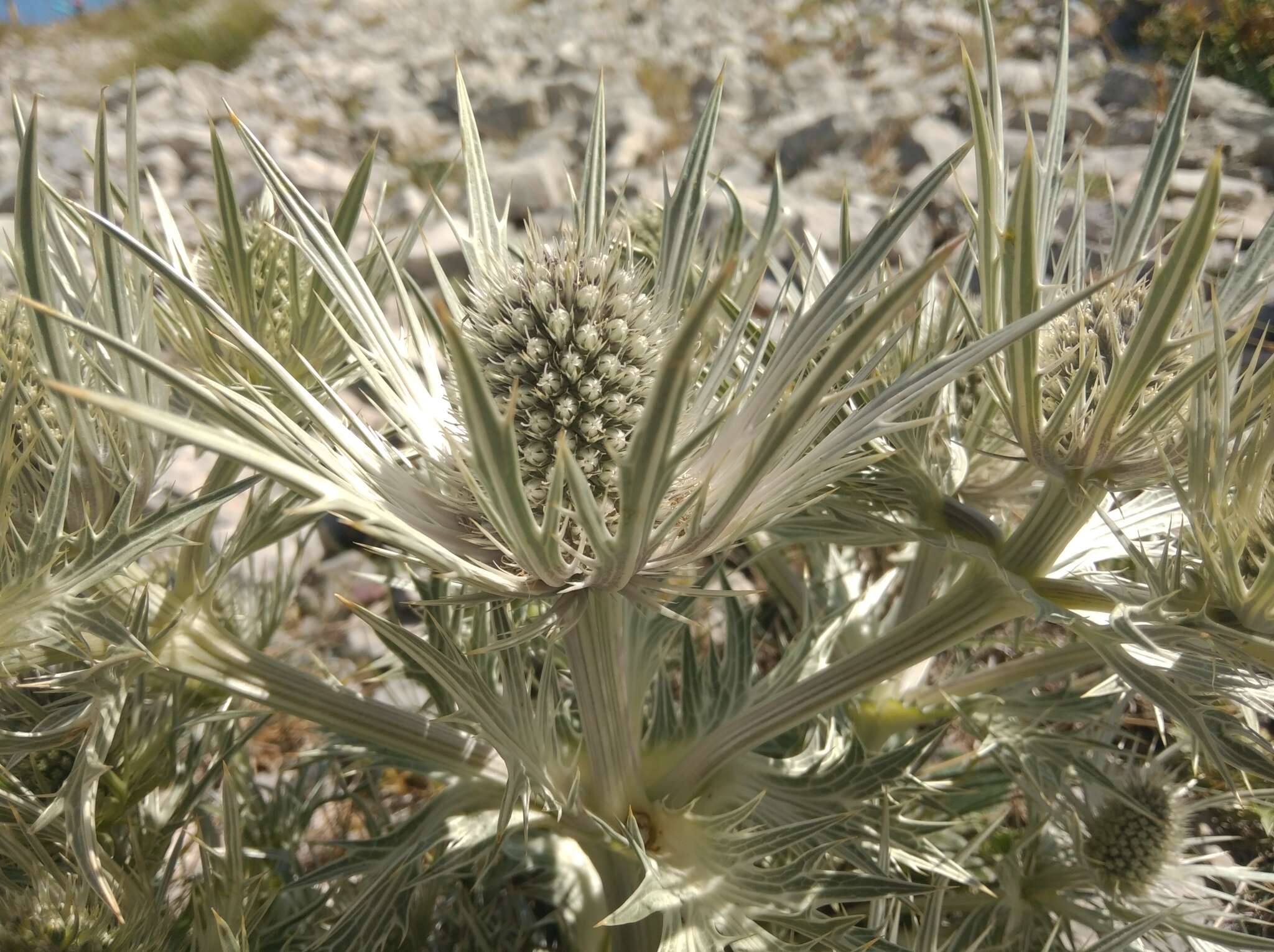 Eryngium spinalba Vill. resmi