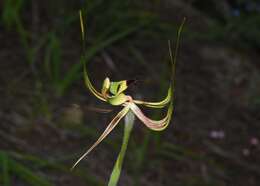 Caladenia integra E. Coleman的圖片