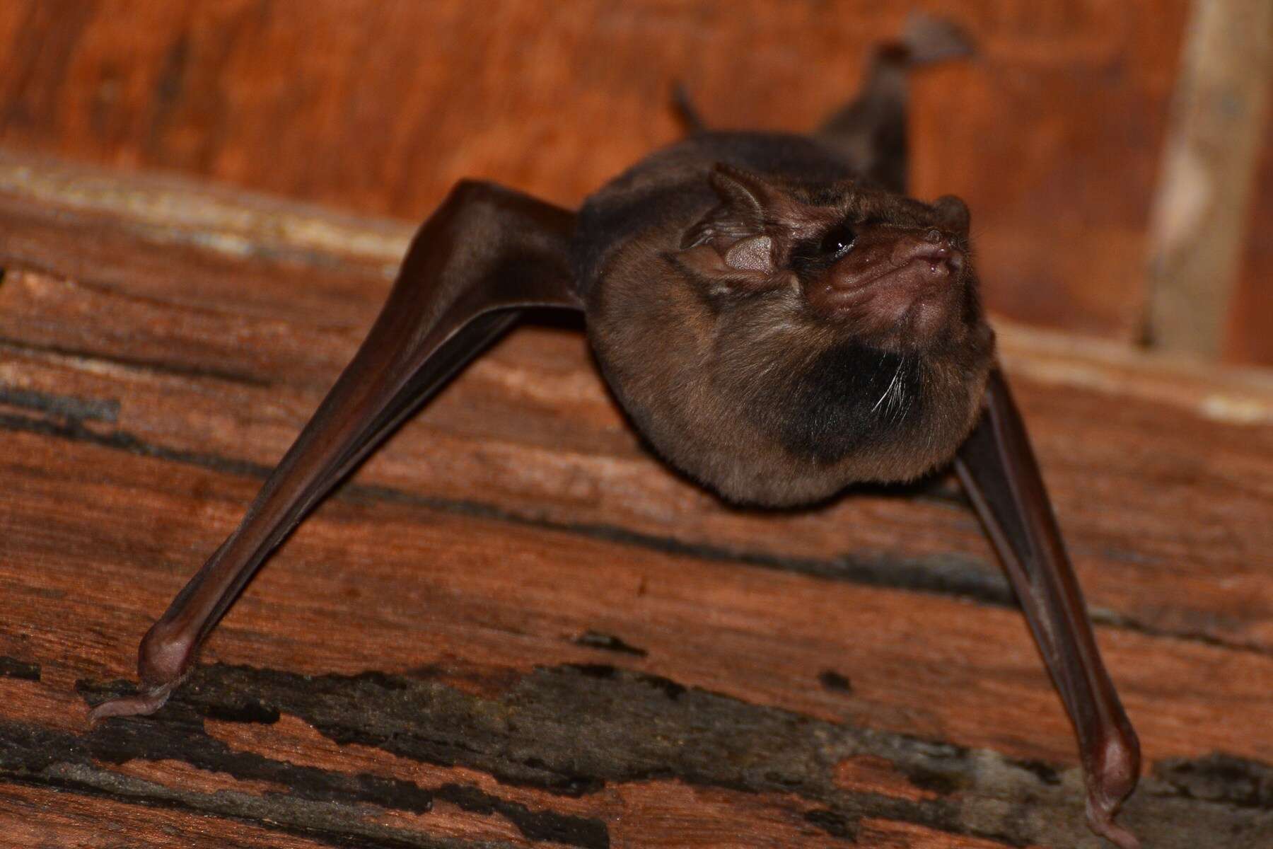 Image de Black-bearded Tomb Bat