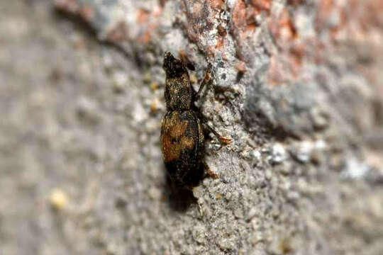 Image of Sap beetle