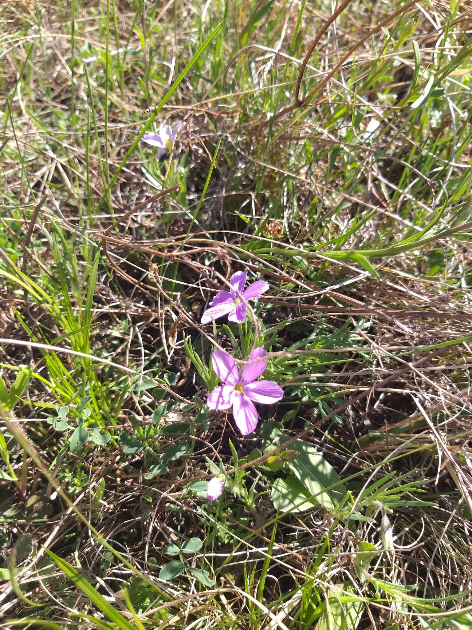 Image of Siberian phlox