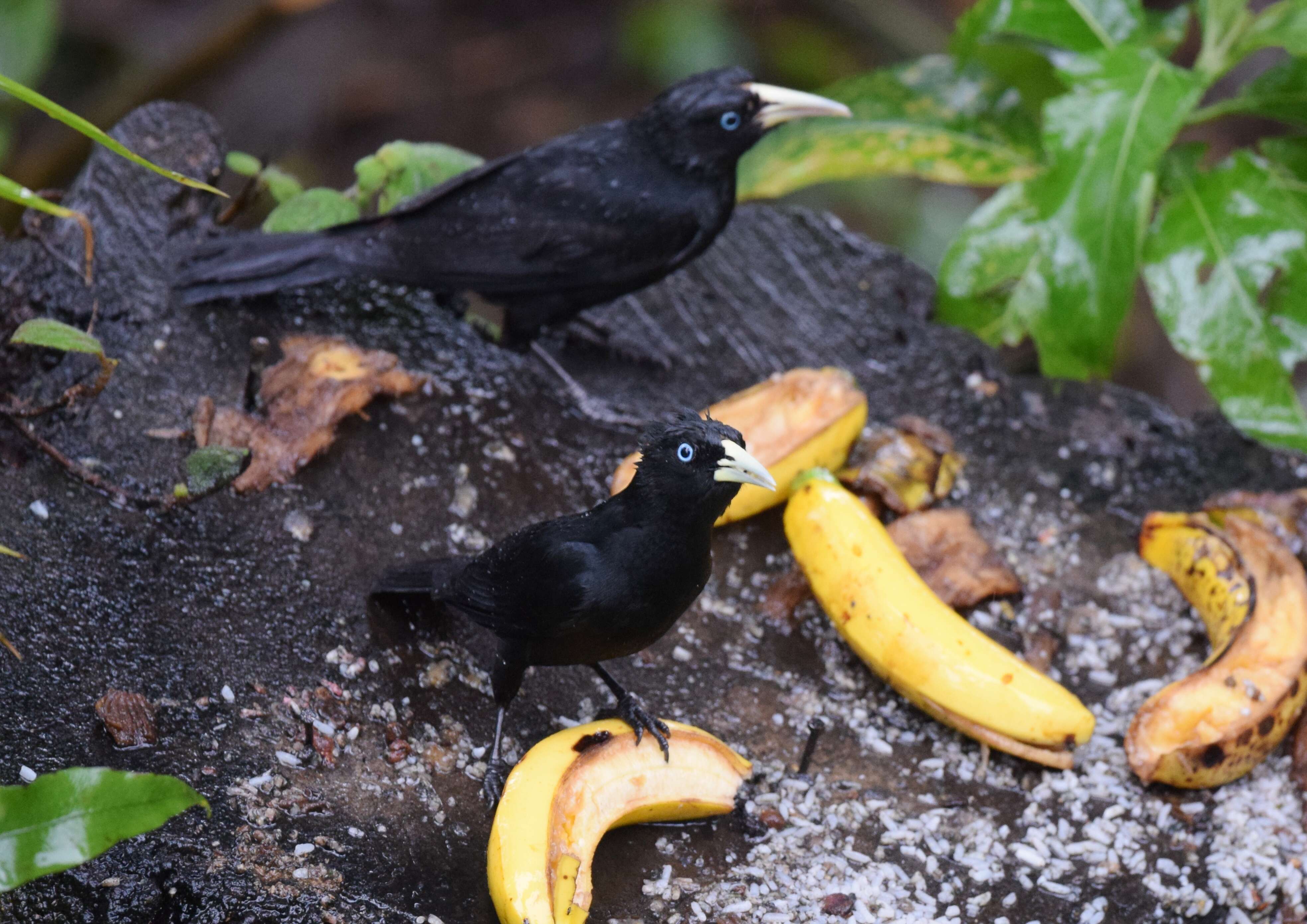 Image of Scarlet-rumped Cacique