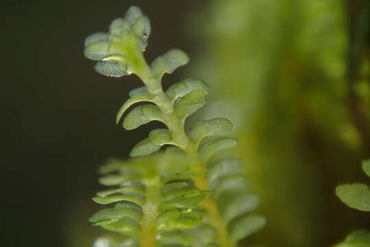 Image of Diplophyllum taxifolium (Wahlenb.) Dumort.