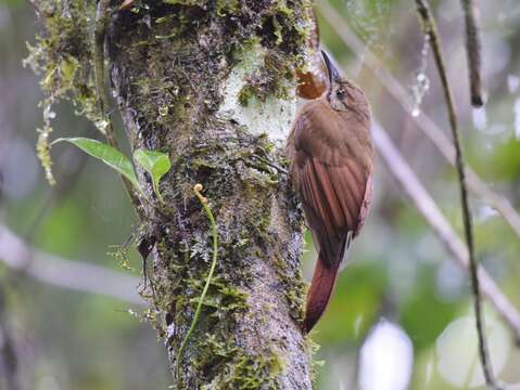 Image of Plain-brown Woodcreeper