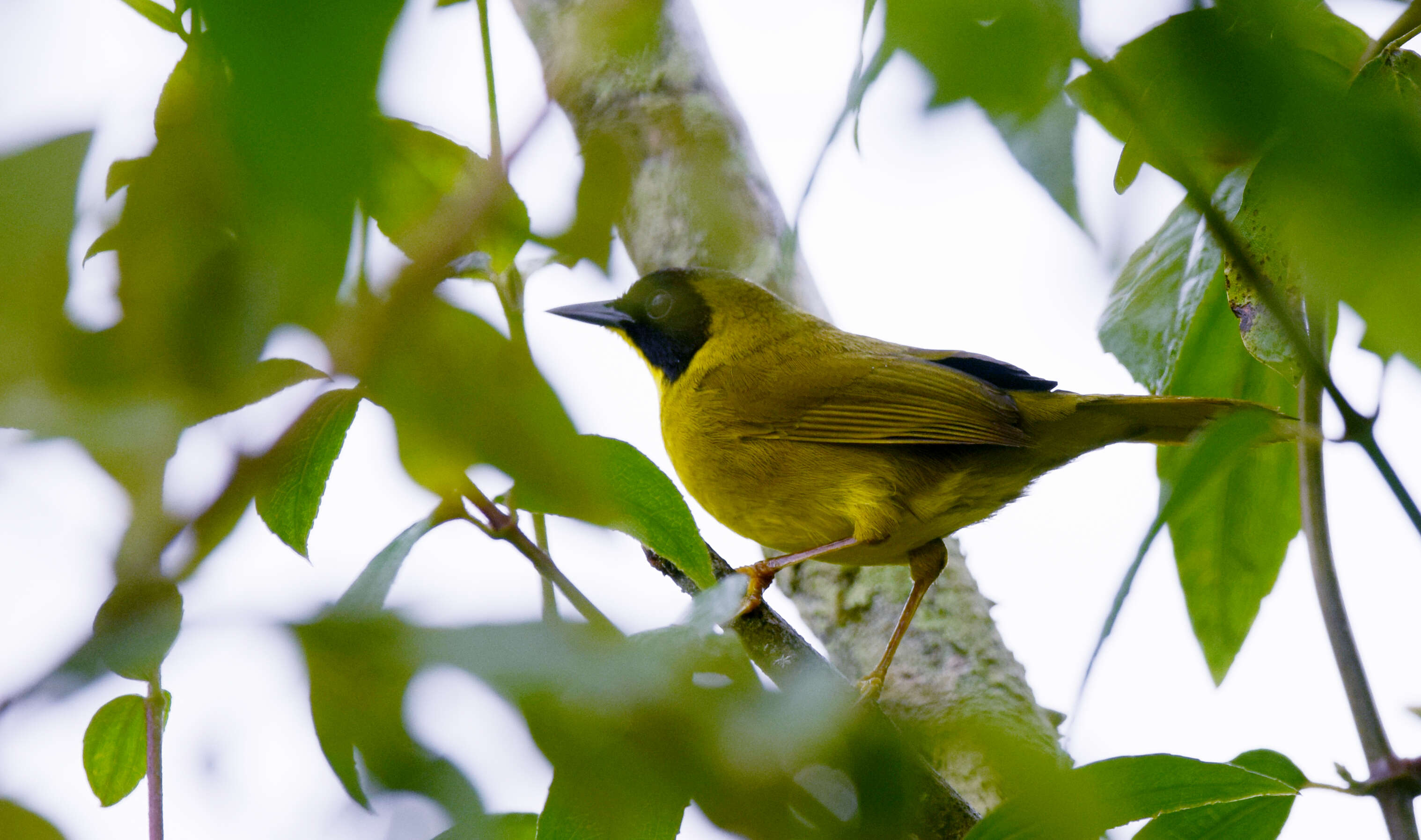 Image of Olive-crowned Yellowthroat