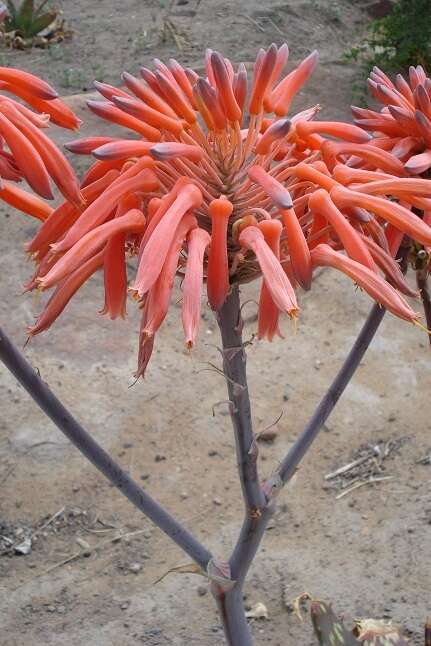 Image of Blotched aloe