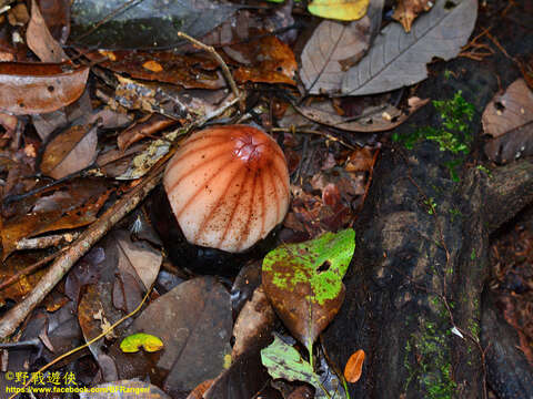 Image of Rhizanthes lowii (Becc.) Harms