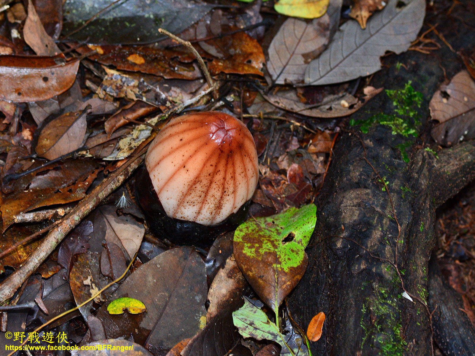 Image of Rhizanthes lowii (Becc.) Harms