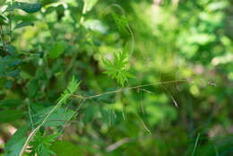 Image of Aconitum volubile Pall.