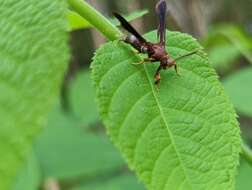 Слика од Vitacea scepsiformis (Edwards 1881)