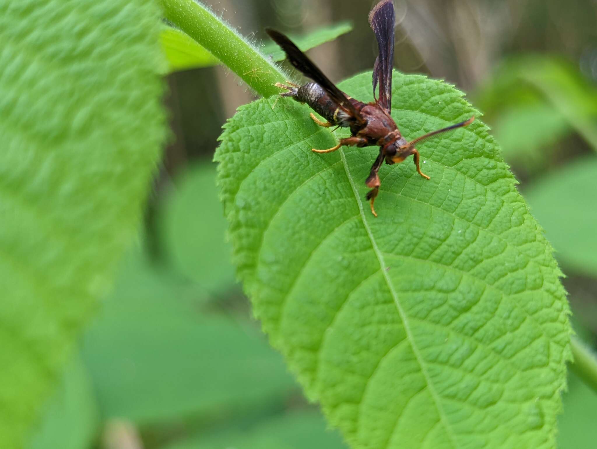 Слика од Vitacea scepsiformis (Edwards 1881)