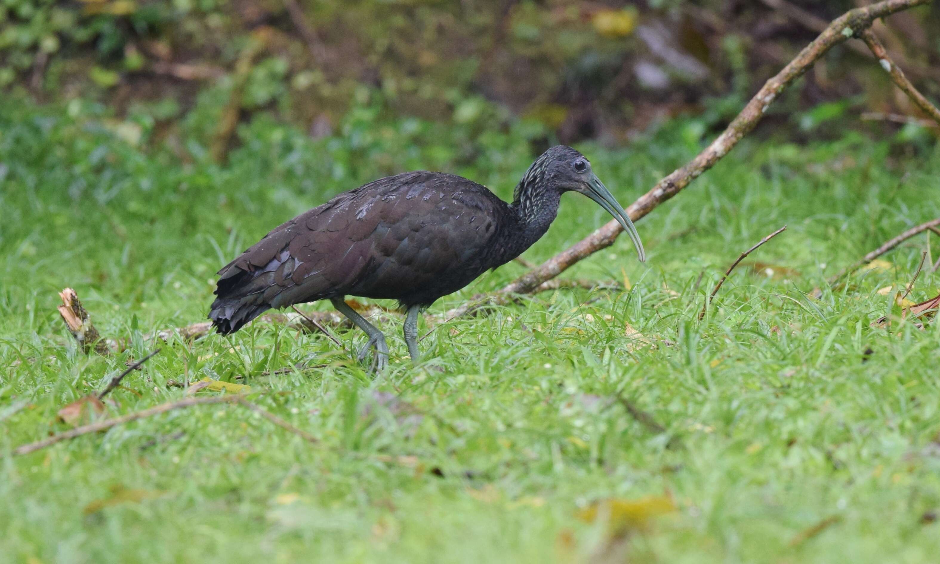 Image of Mesembrinibis Peters & JL 1930