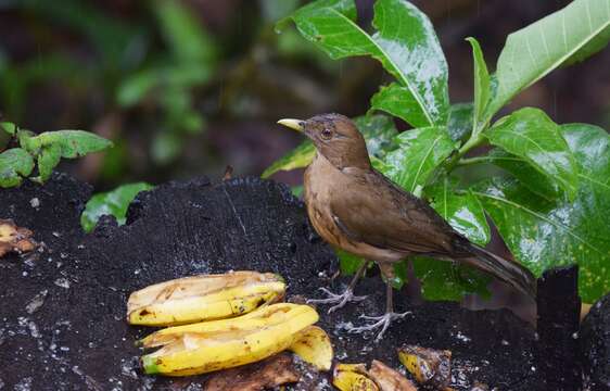 Image of Clay-colored Robin