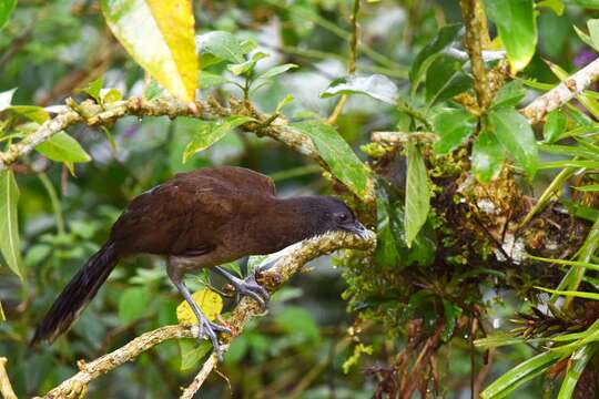 Image of Gray-headed Chachalaca