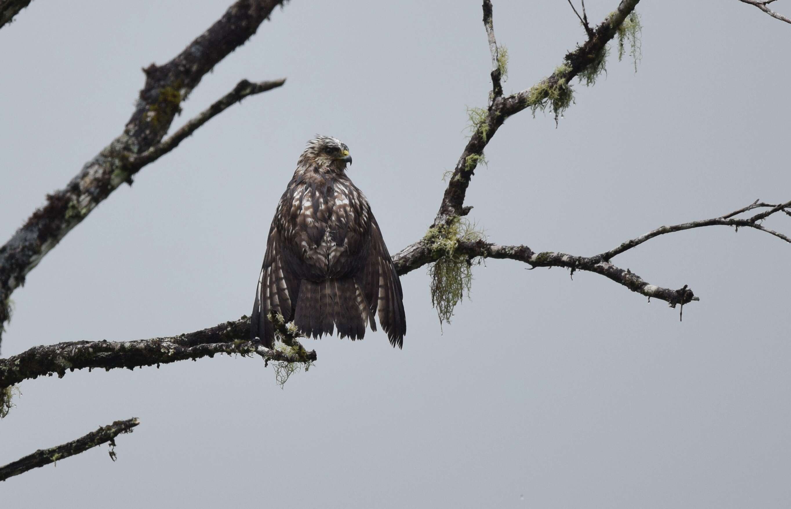 Image of Broad-winged Hawk