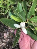 Image of Magnolia virginiana var. australis Sarg.