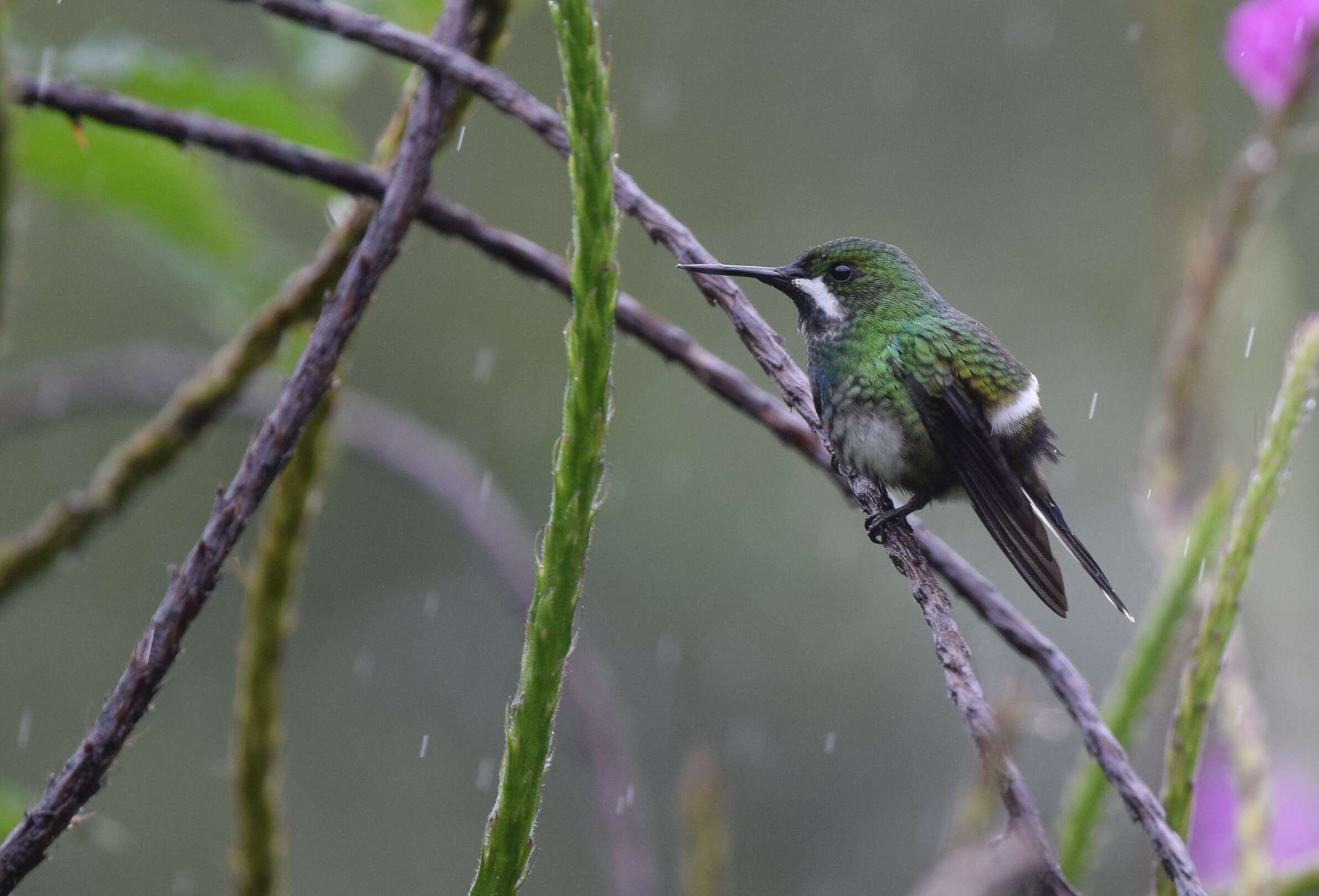 Image of Green Thorntail