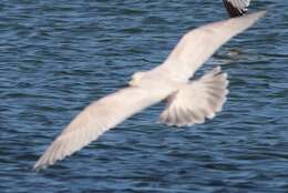 Image de Larus glaucoides kumlieni Brewster 1883