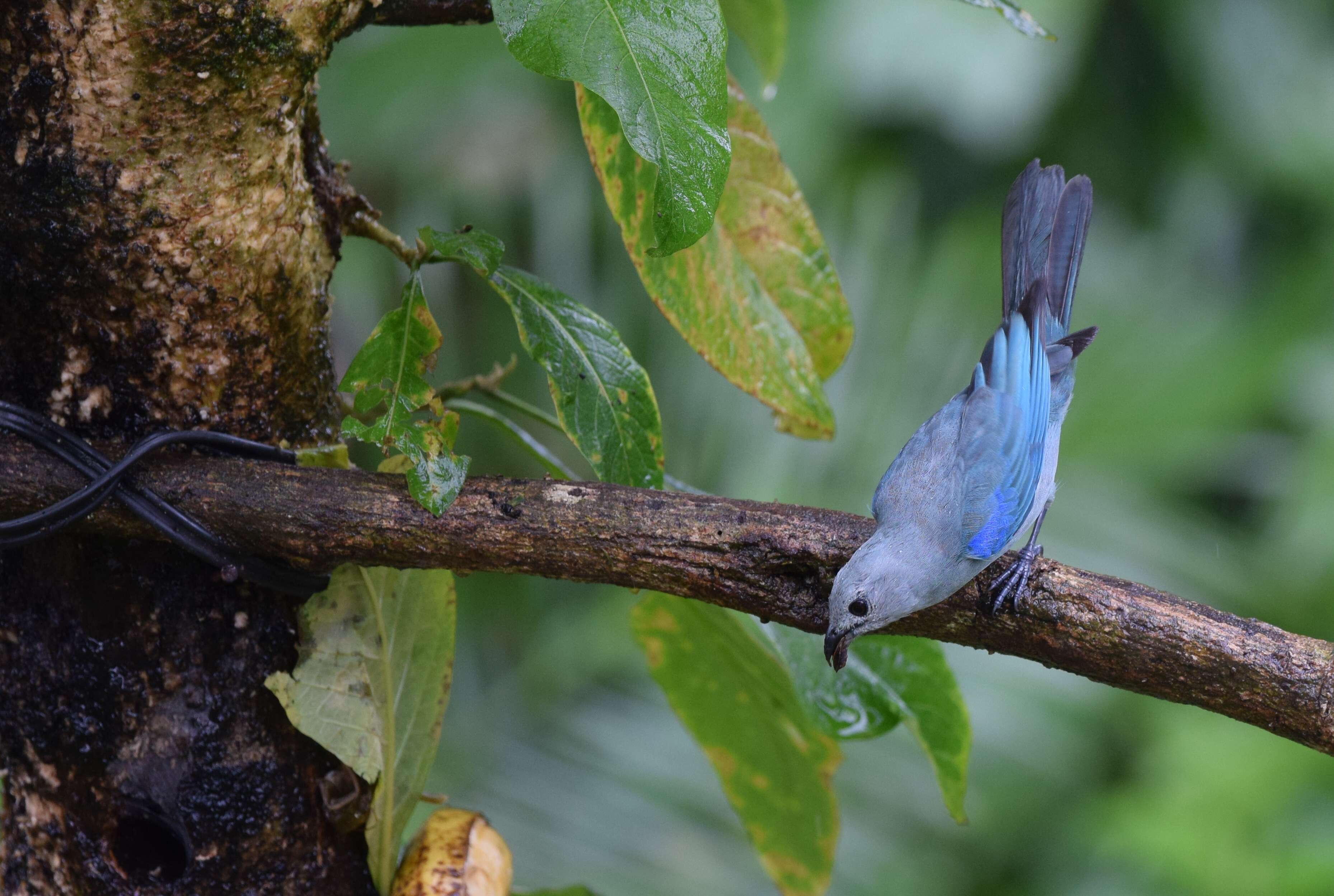 Image of Blue-gray Tanager